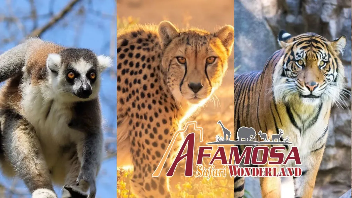 A'Famosa